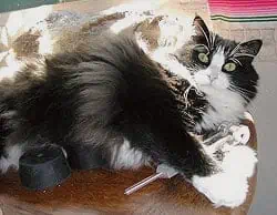 JimmyMac Ohm Tuning Fork